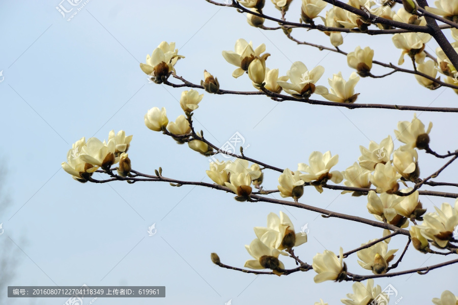 玉兰花枝