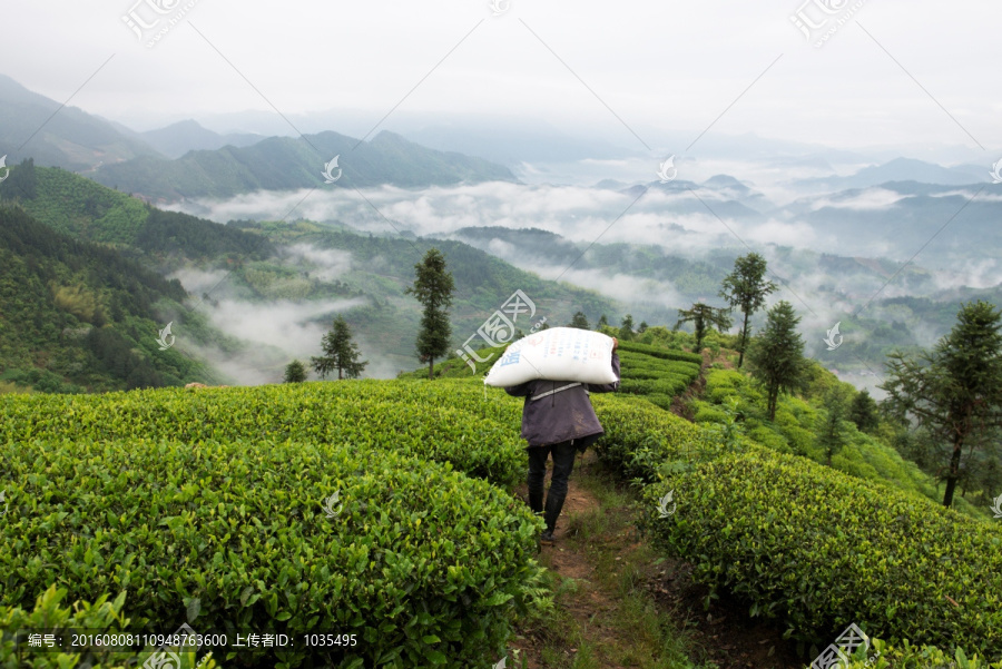 高山茶园