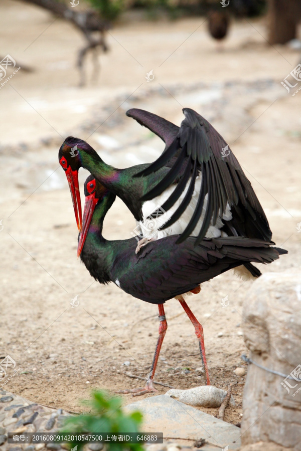 红嘴鹤,鸟,动物