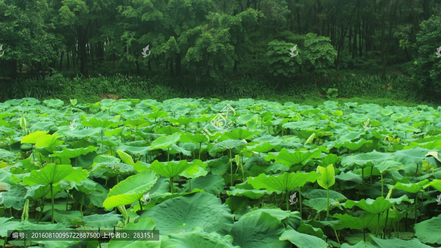 自然美景