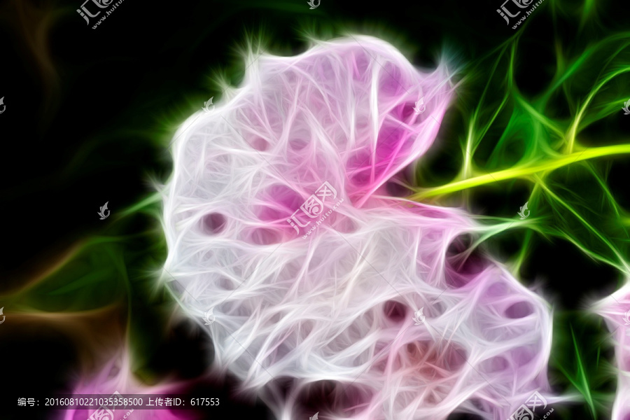 芍藥花