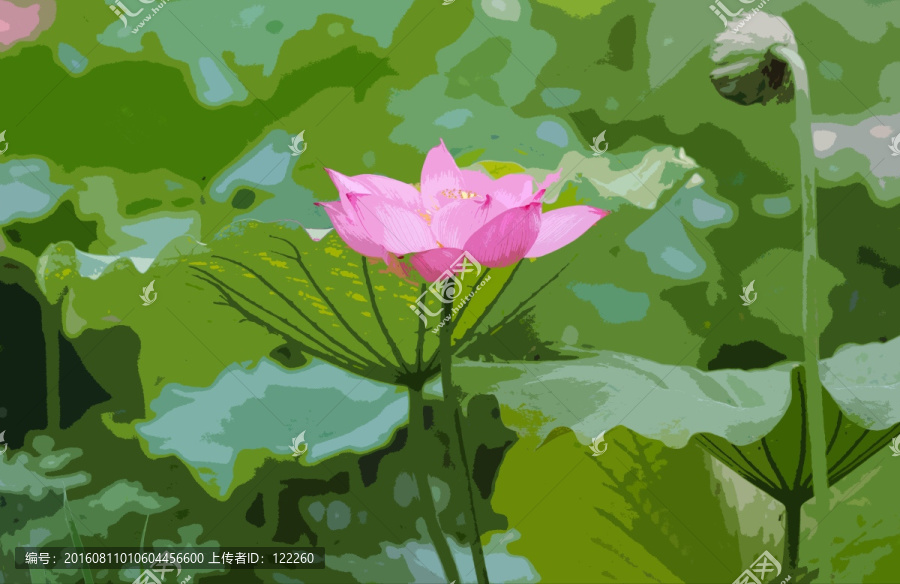 荷花,蓮蓬