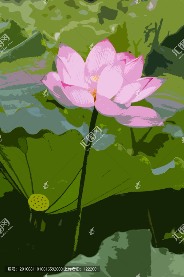 荷花,荷葉,蓮蓬