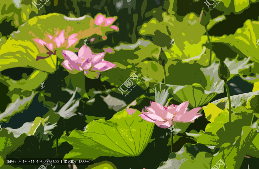 荷花