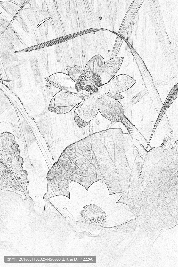 荷花
