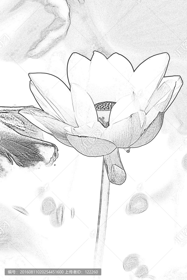 荷花