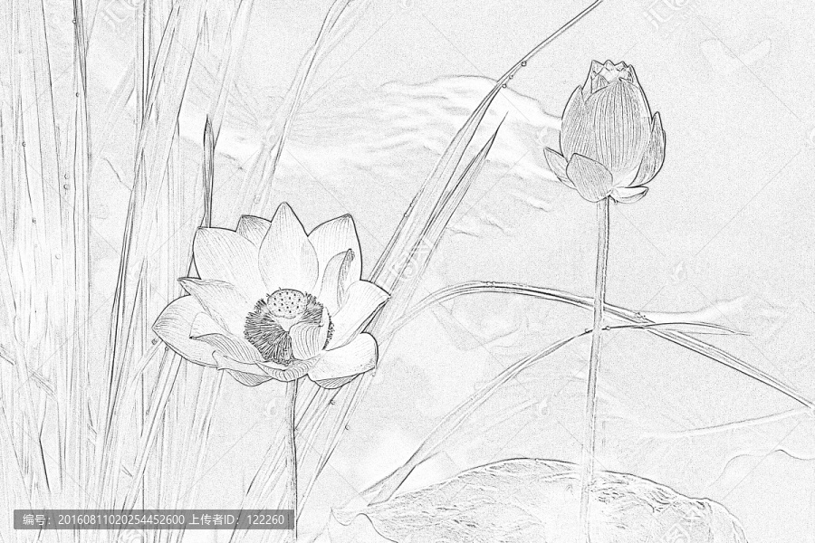 荷花