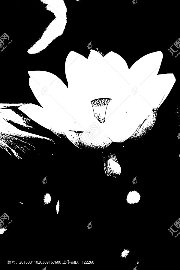 荷花