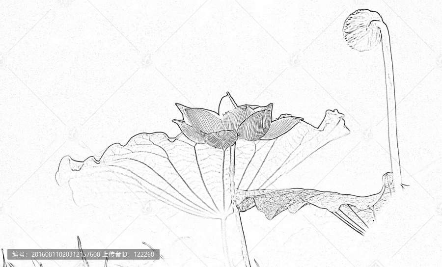 荷花