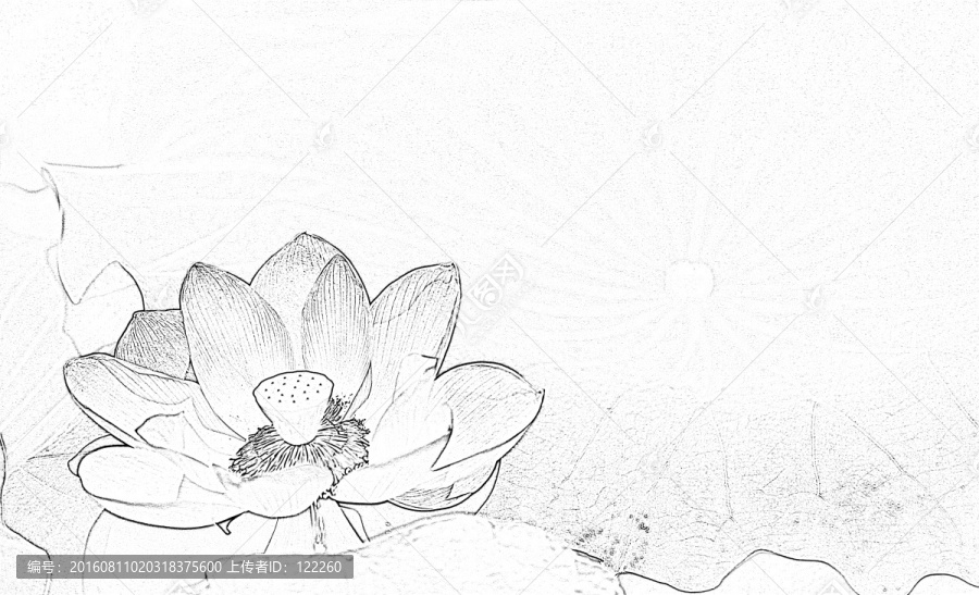 荷花