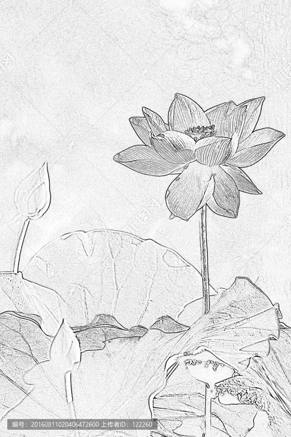 荷花