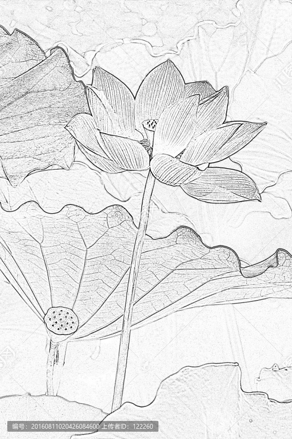 荷花