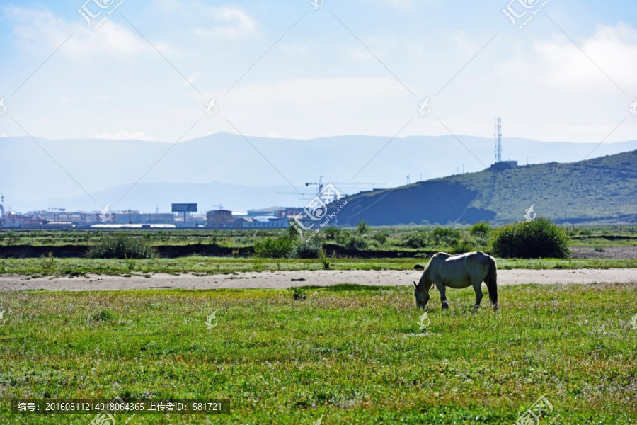 骏马