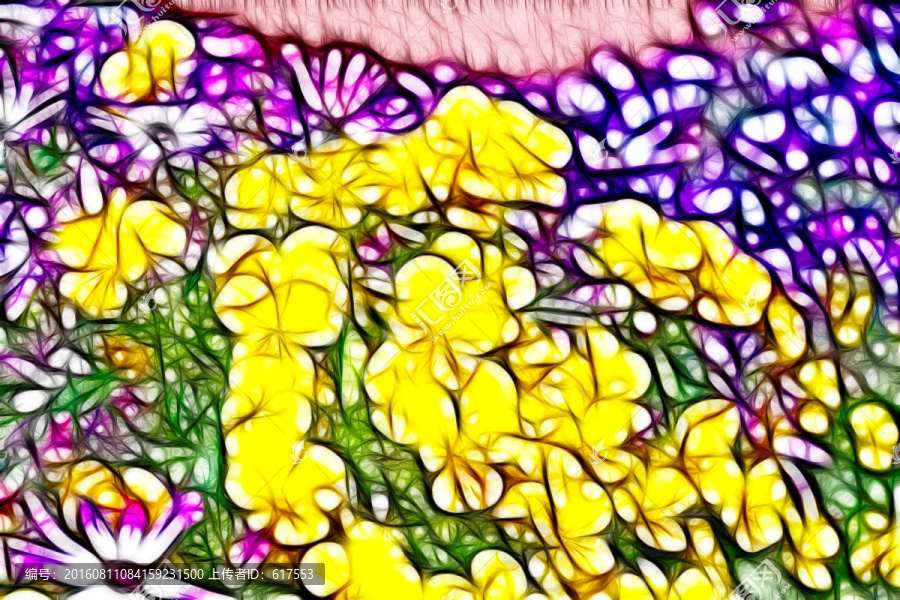 黃三色堇花叢