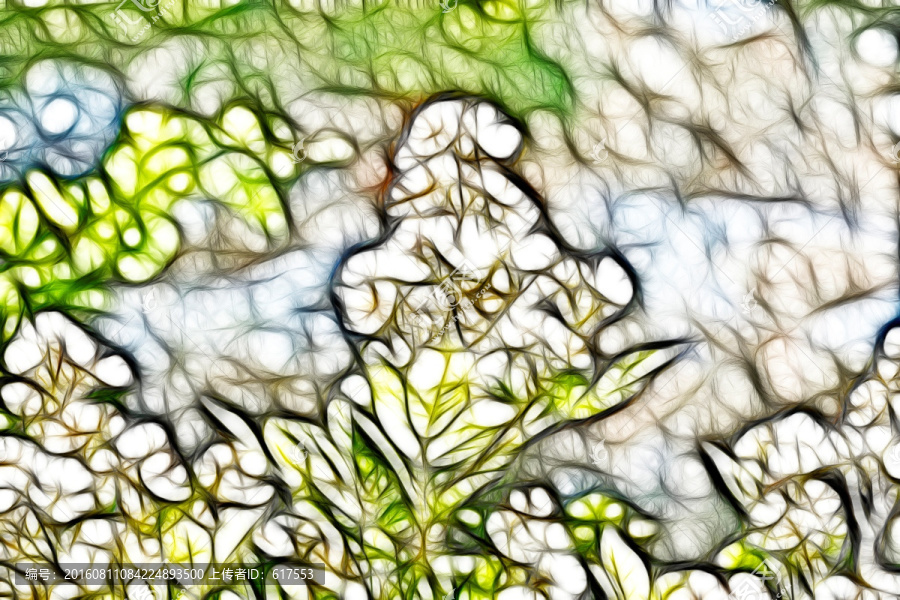金櫻子花