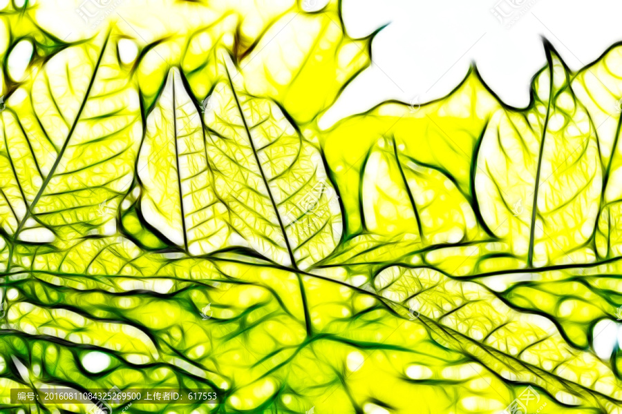 夢幻家槐樹枝葉