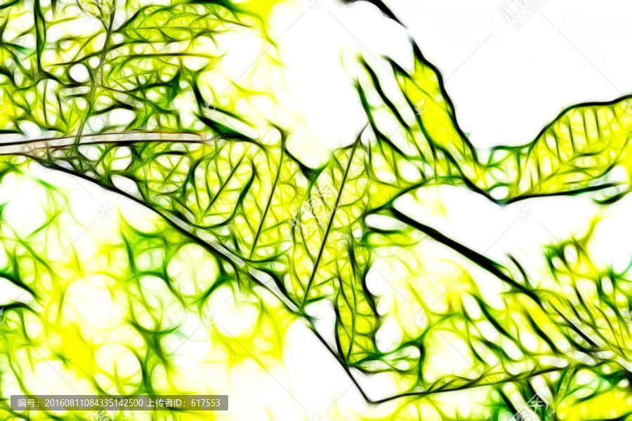 夢幻家槐樹枝葉