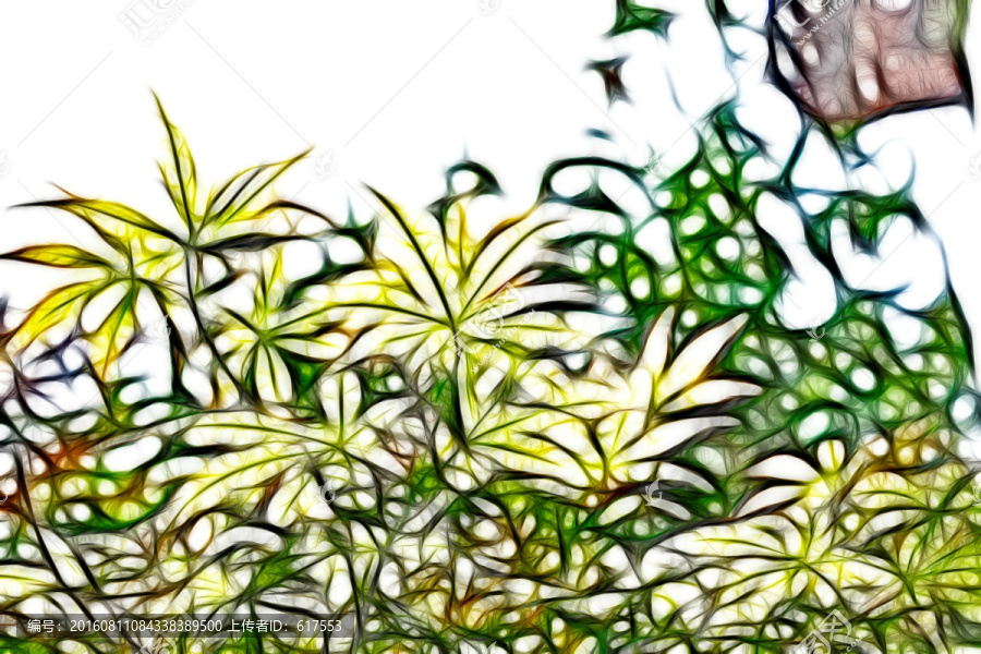 逆光下的楓樹枝葉