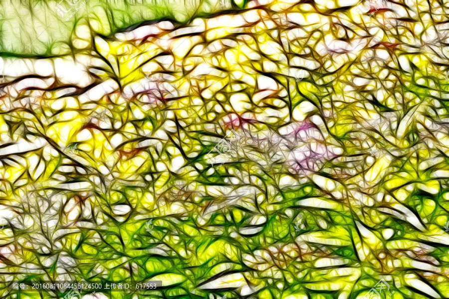紫荊花從