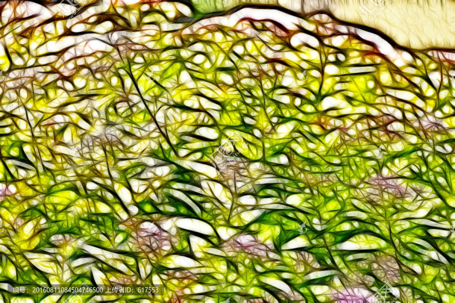 紫荊花從