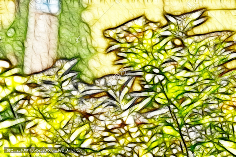 紫荊花從