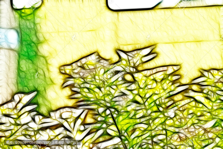 紫荊花從