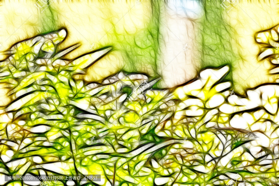紫荊花從