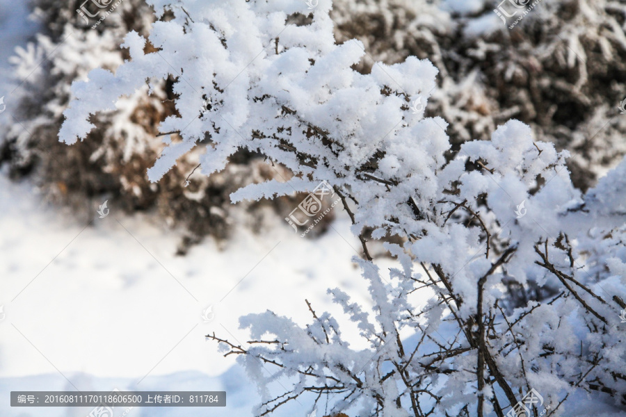 冬季雪地草叢