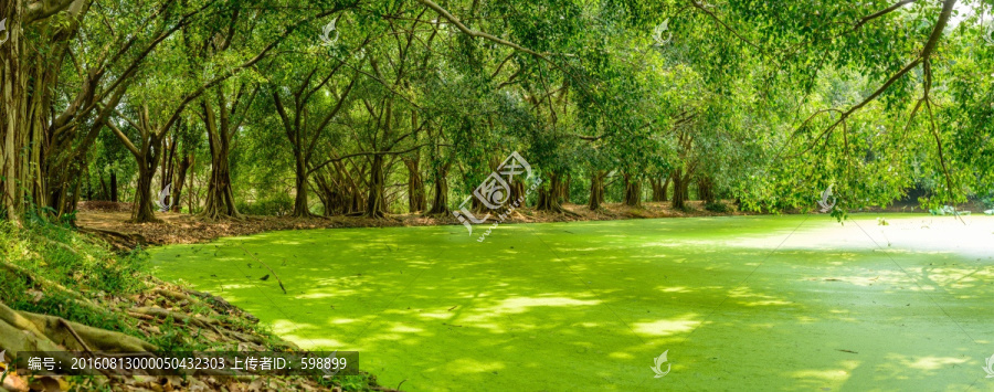 阳光树林湖畔风景