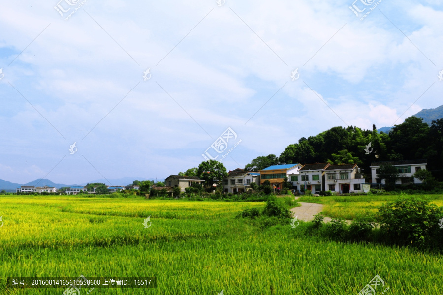 農村風光,鄉村,稻田