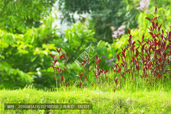 花草绿植