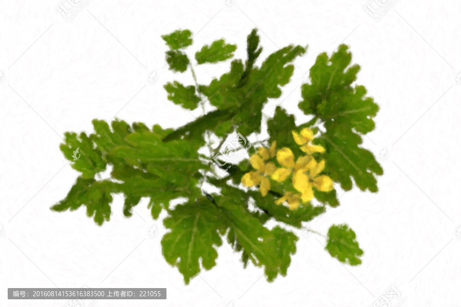 油畫風(fēng)格的白屈菜