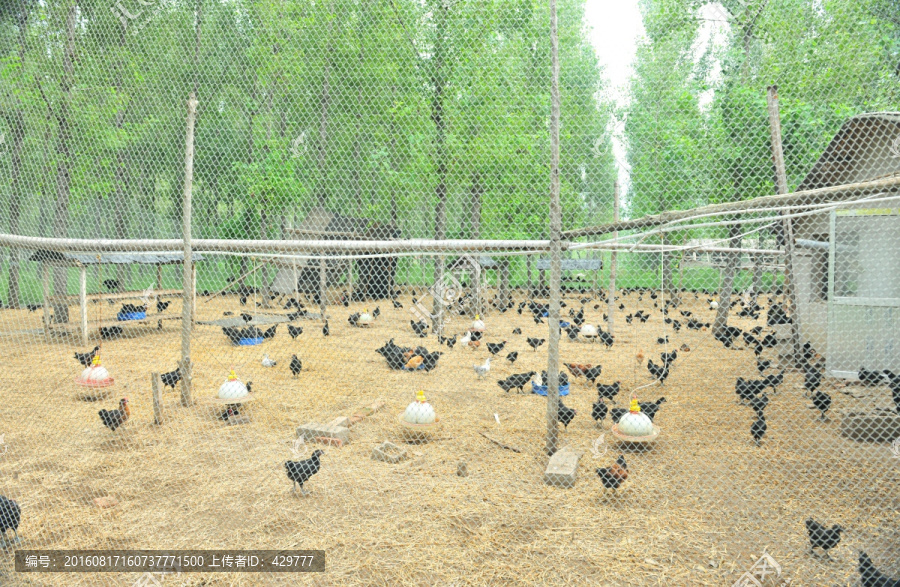 鸡养殖,养殖业,家禽