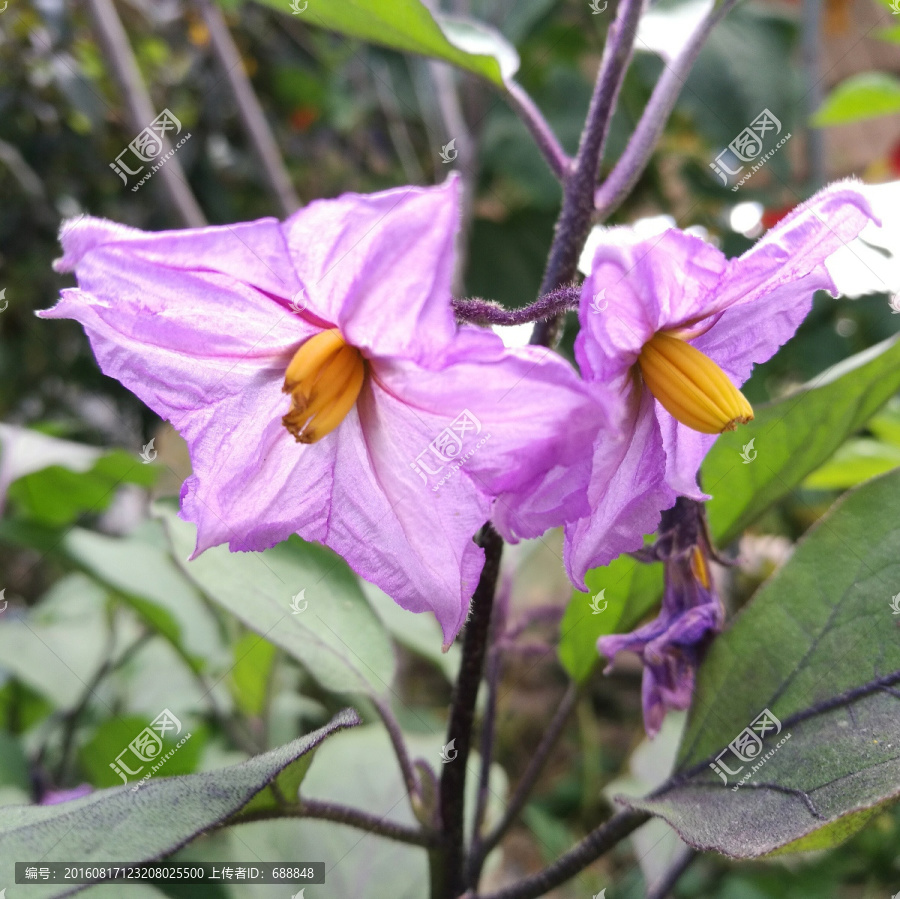 茄子花