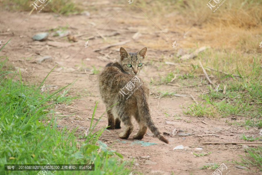 家猫