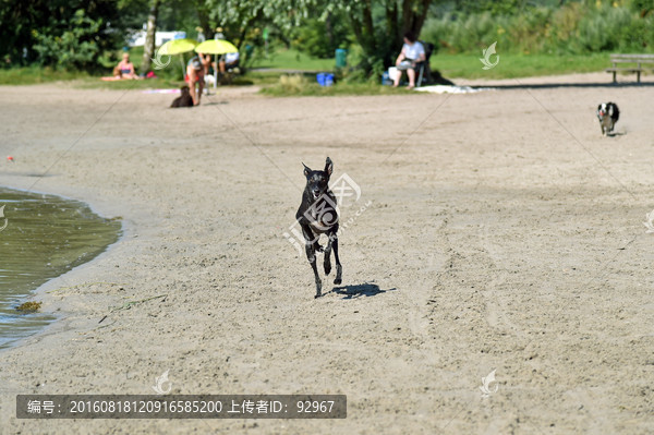 细犬