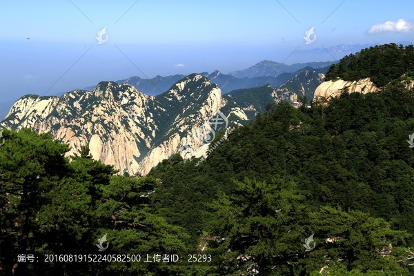 华山松林,山峰,绝壁