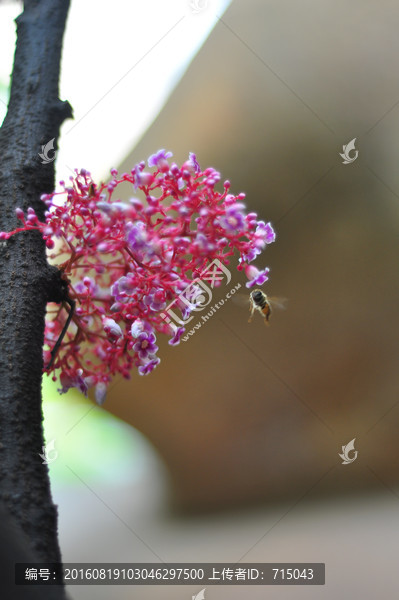 杨桃花