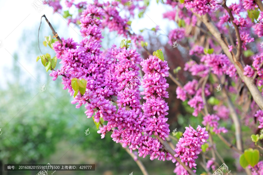 满条红,紫荆花,紫色花