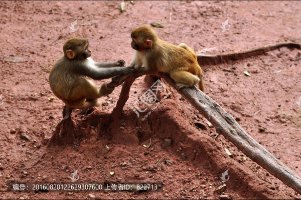 两只猴子玩要