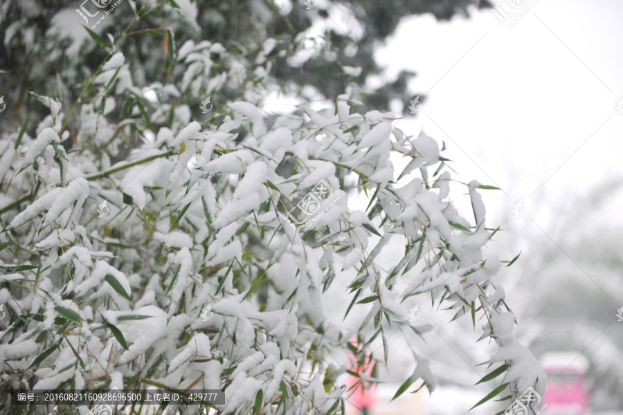 大雪,积雪,雪景,竹叶