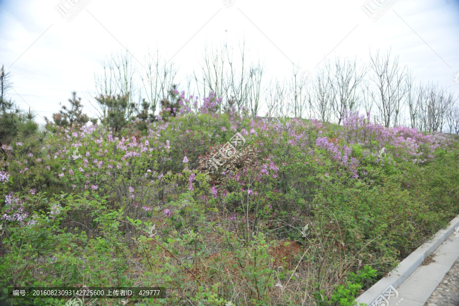 紫薇花,园林绿化,景观花卉