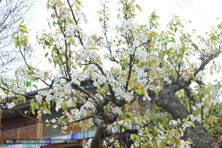 梨树,梨花,白色花