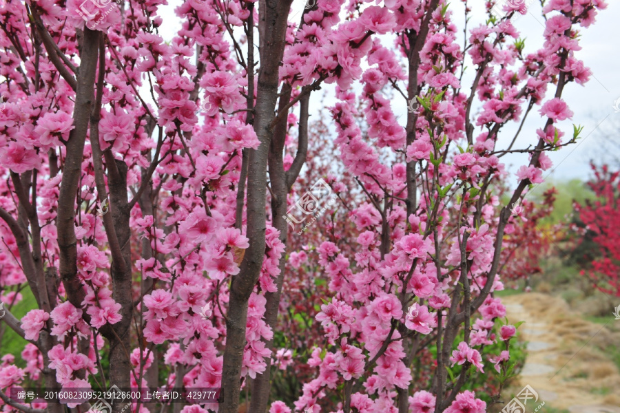 樱花园,樱花