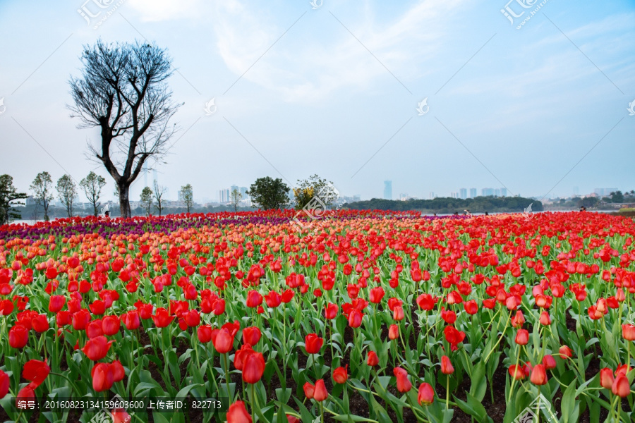 郁金香花海