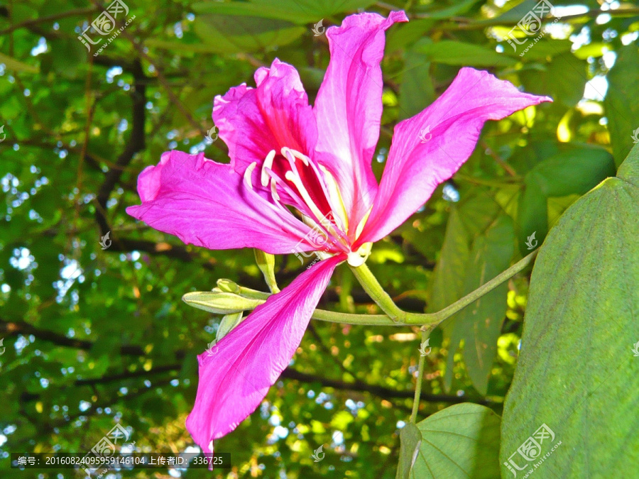 紫荊花,紅花羊蹄甲-匯圖網(wǎng) fosd68.com 紫荊花,紅花羊蹄甲