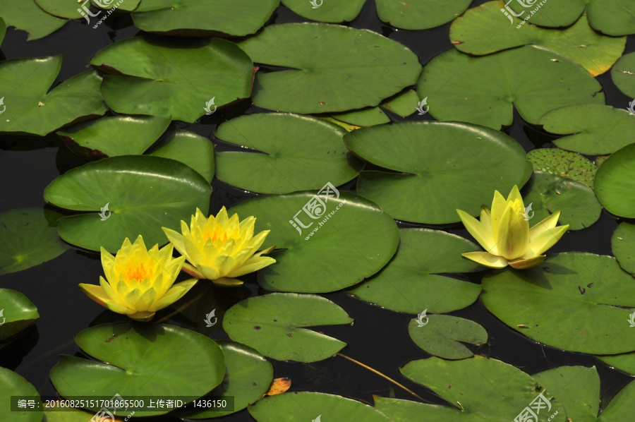 荷花池,睡莲