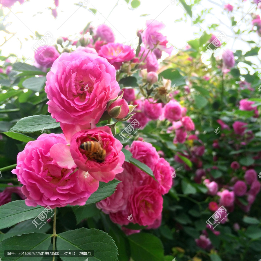 蜜蜂采花蜜月季花开