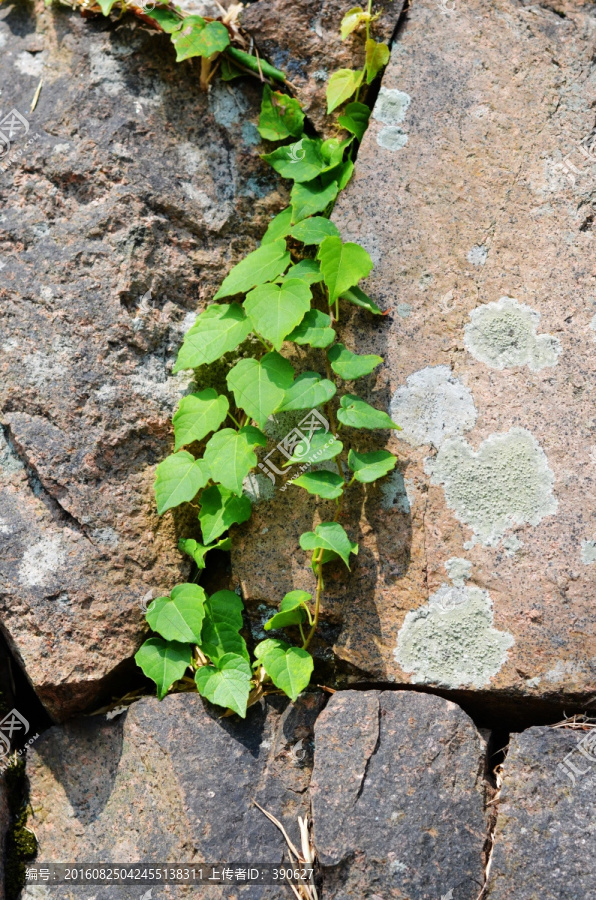 石墙,植物墙,墙壁