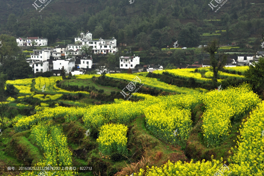 江岭油菜花梯田